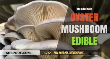 Shoehorn Oyster Mushrooms: Edible or Not? A Tasty Guide