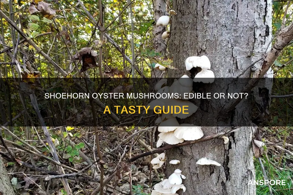 are shoehorn oyster mushrooms edible