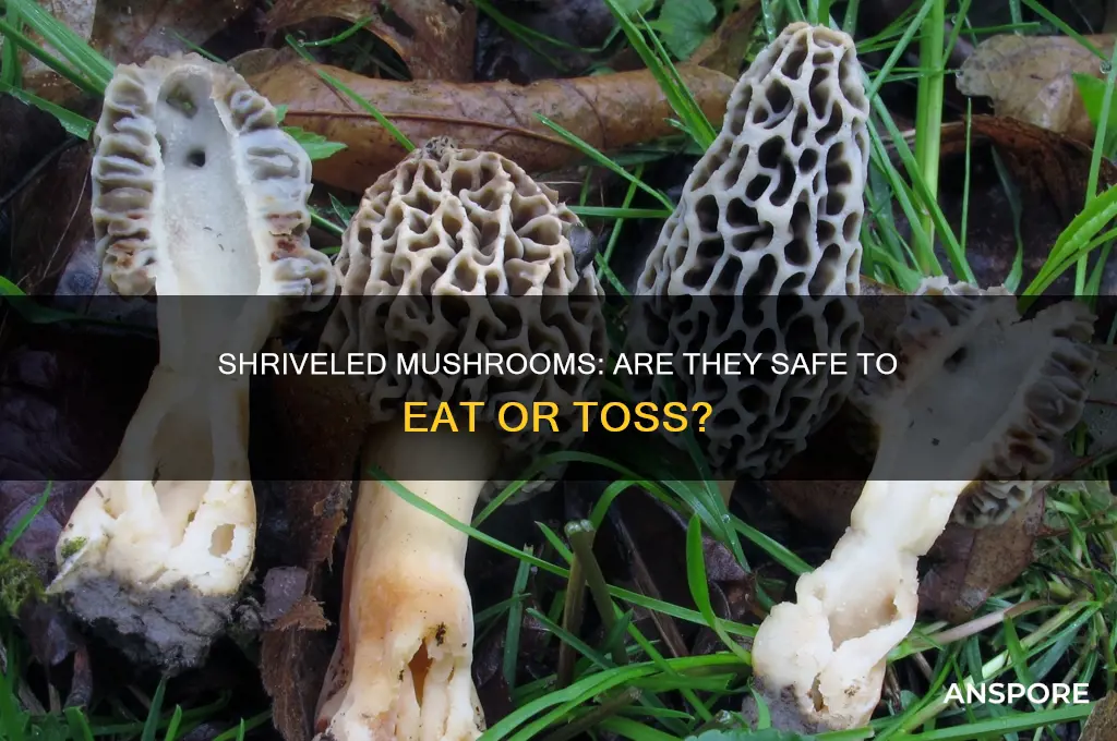 are shriveled mushrooms safe to eat