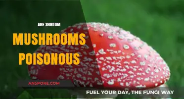 Are Shroom Mushrooms Poisonous? Unveiling the Truth About Psychedelic Fungi