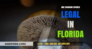 Are Shroom Spores Legal in Florida? Understanding the Current Laws