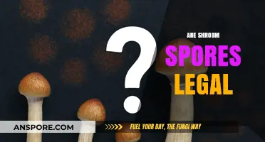 Are Shroom Spores Legal? Exploring the Legal Landscape of Psilocybin Spores