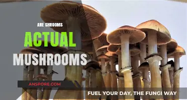 Shrooms: Hallucinogenic Fungi or Just Mushrooms?