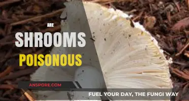Are Shrooms Poisonous? Uncovering the Truth About Magic Mushrooms