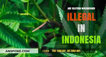 Magic Mushroom Laws in Indonesia: Are They Legal?