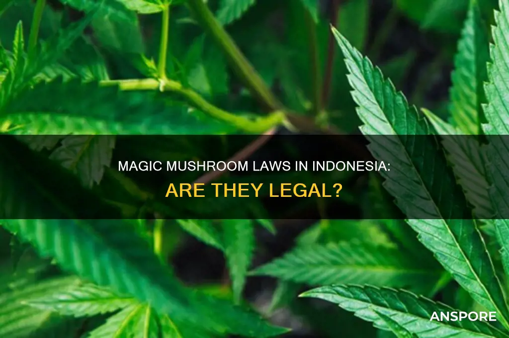 are silcybin mushrooms illegal in indonesia