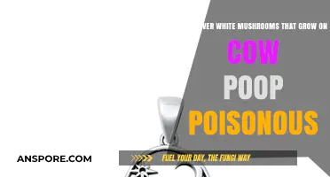 Are Cow Poop-Grown Silver White Mushrooms Safe to Eat?