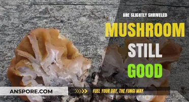 Slightly Shriveled Mushrooms: Safe to Eat or Toss Out?