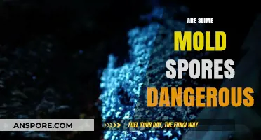 Are Slime Mold Spores Harmful? Uncovering the Truth and Risks