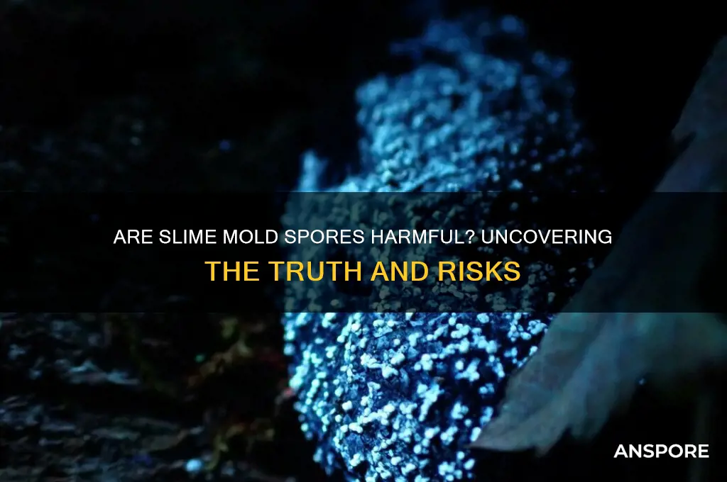 are slime mold spores dangerous