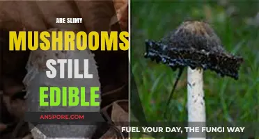 Can You Eat Slimy Mushrooms? Safety and Edibility Explained