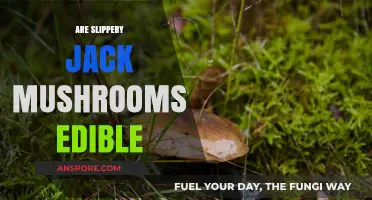 Are Slippery Jack Mushrooms Edible? A Guide to Safe Consumption