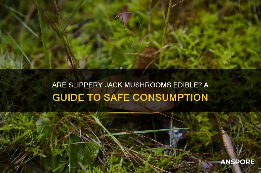 are slippery jack mushrooms edible