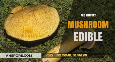 Are Slippery Mushrooms Edible? A Guide to Safe Foraging