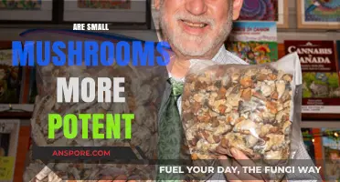 Small Mushrooms: More Potent or Not?