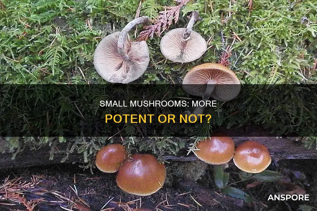 are small mushrooms more potent