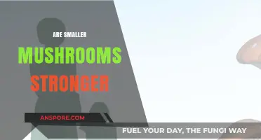 Smaller Mushrooms: More Potent or Myth?
