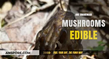 Are Snakehead Mushrooms Edible? A Guide to Identification and Safety