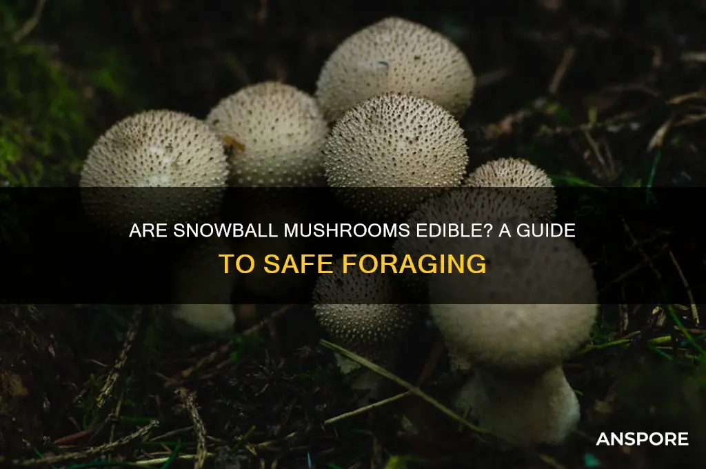 are snowball mushrooms edible