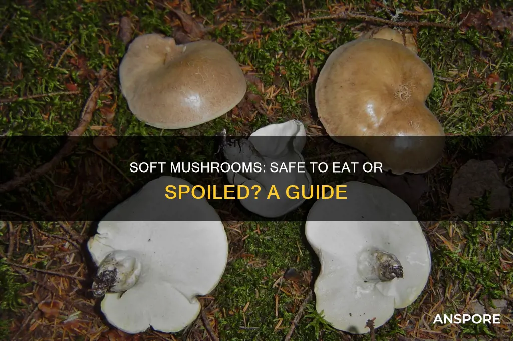 are soft mushrooms ok to eat