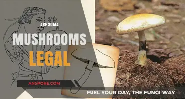 Are Soma Mushrooms Legal? Exploring Their Legal Status and Uses