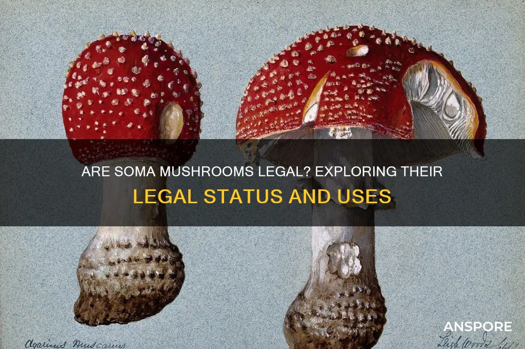 are soma mushrooms legal