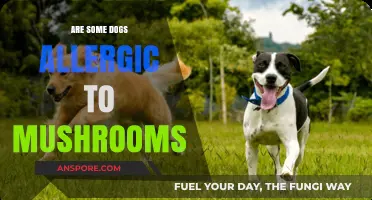 Dog owners beware: Mushroom allergies in canines