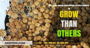 Cultivating Complexity: Which Magic Mushroom Species Pose Growing Challenges?