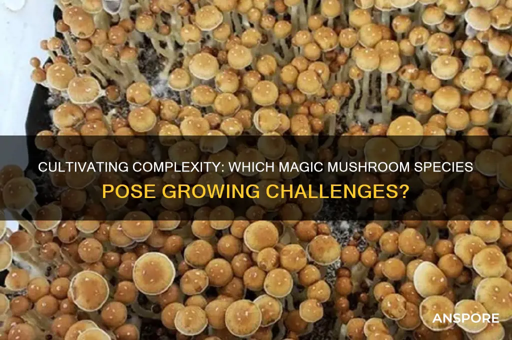 are some magic mushroom species harder to grow than others