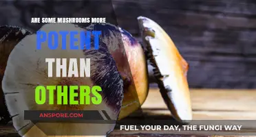 Mushroom Potency: Why Do Some Varieties Pack a Bigger Punch?