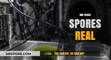 Are Space Spores Real? Exploring the Science Behind Cosmic Microbes