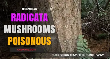 Are Sparassis Radicata Mushrooms Poisonous? A Comprehensive Guide