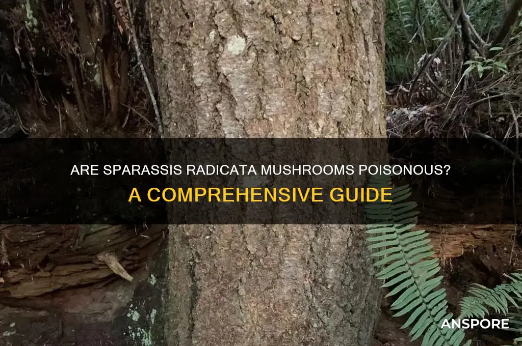 are sparissis radicata mushrooms poisonous