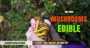 Are Spike Mushrooms Edible? A Guide to Identification and Safety