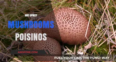 Are Spikey Mushrooms Poisonous?