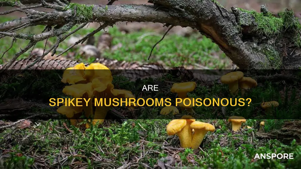 are spikey mushrooms poisinos
