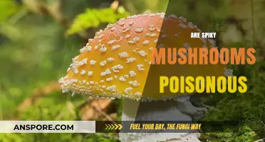 Are Spiky Mushrooms Poisonous? Unveiling the Truth Behind Their Thorns