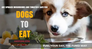 Can Dogs Eat Spinach, Mushrooms, and Tomatoes? Safety Guide