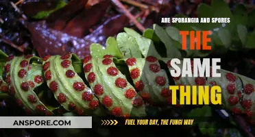 Sporangia vs. Spores: Understanding the Difference in Fungal Reproduction