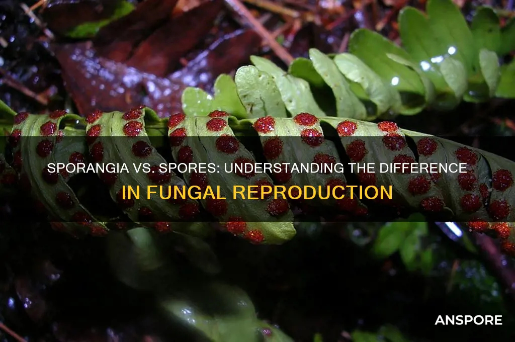 are sporangia and spores the same thing