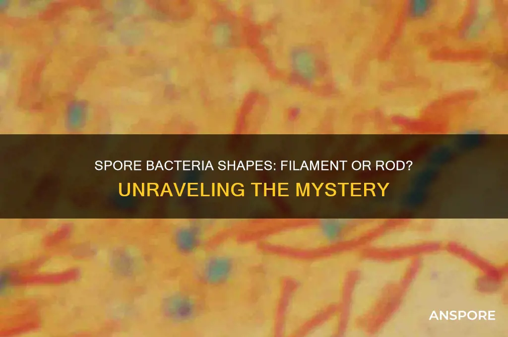 are spore bacteria filament or rod shaped