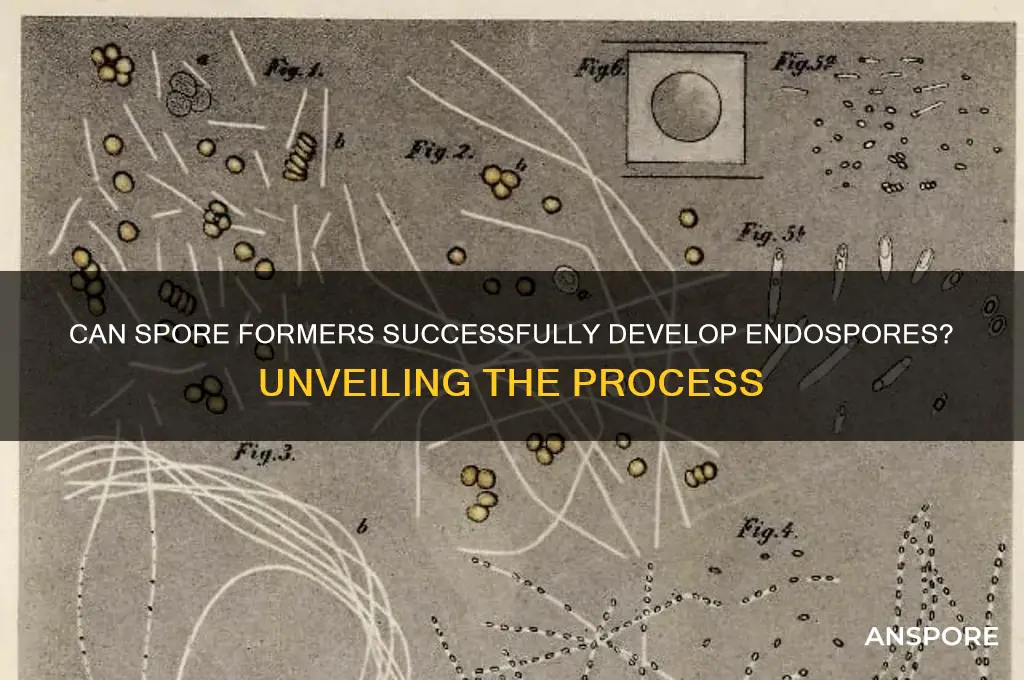 are spore formers able to form endospore