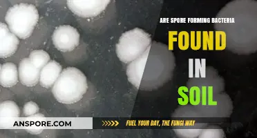 Exploring Soil: Are Spore-Forming Bacteria Common in Earth's Layers?