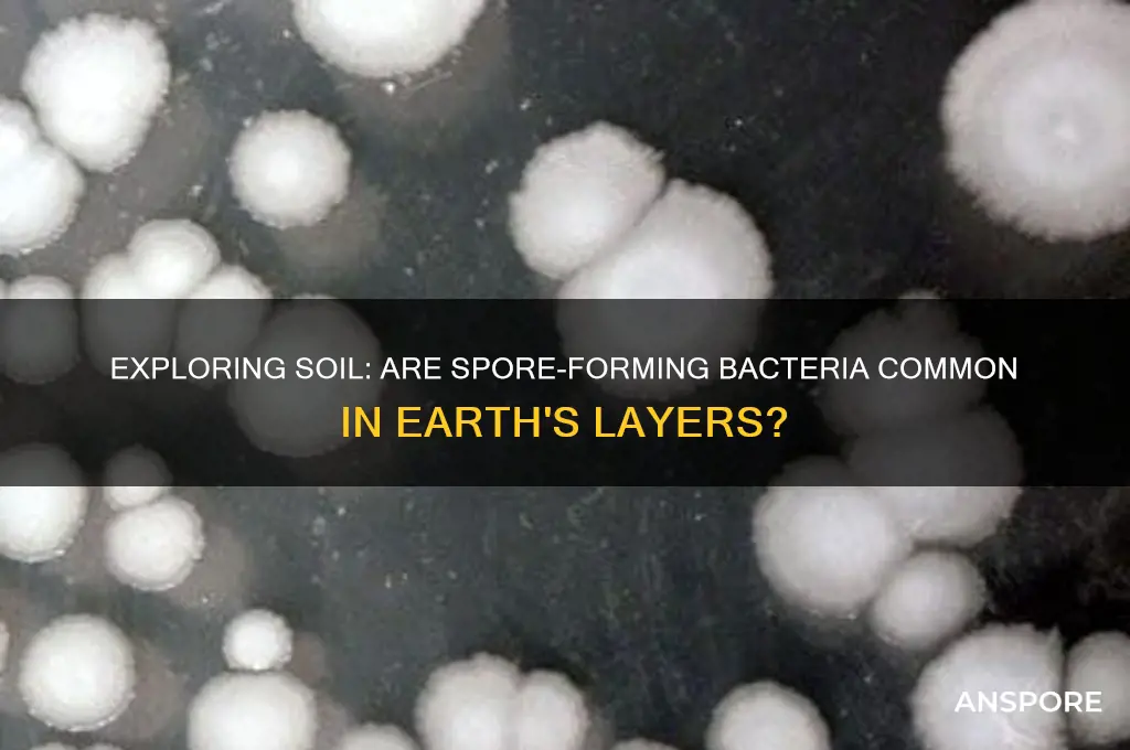 are spore forming bacteria found in soil