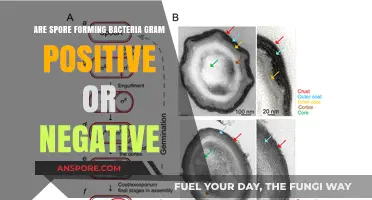 Spore-Forming Bacteria: Gram-Positive or Gram-Negative Classification Explained