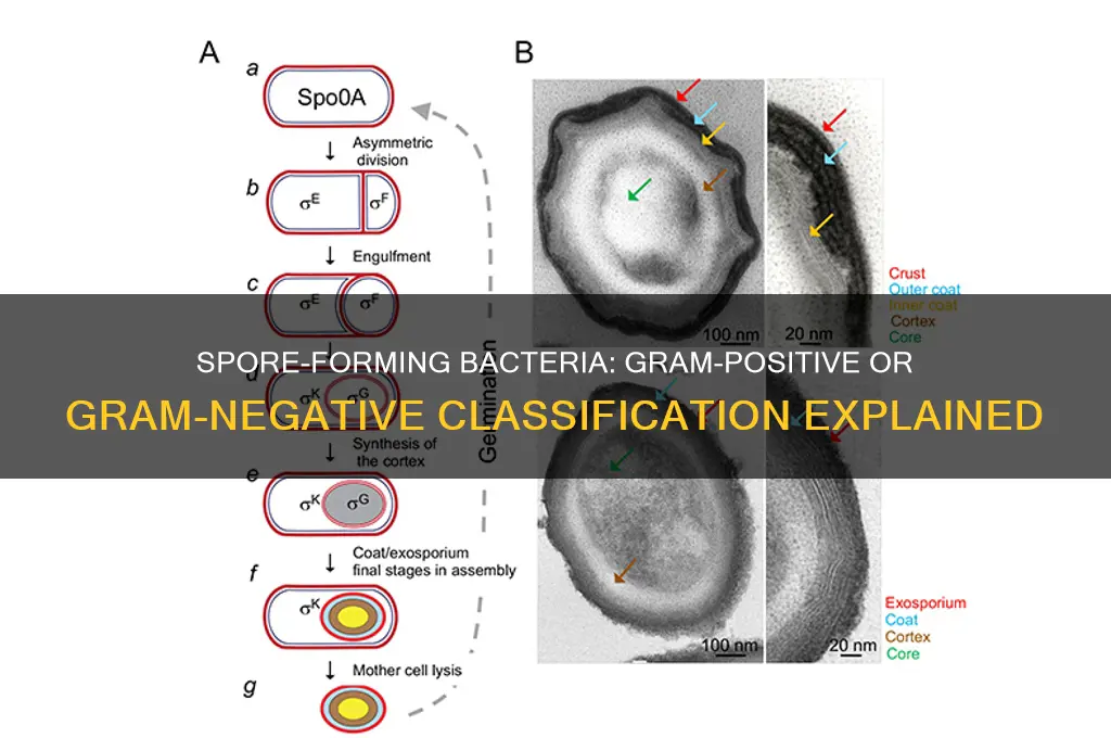 are spore forming bacteria gram positive or negative