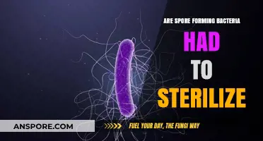 Challenges in Sterilizing Spore-Forming Bacteria: Effective Methods Explained