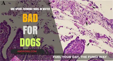 Spore-Forming Rods in Water: Are They Harmful to Dogs?