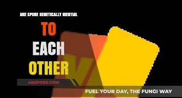 Are Spores Genetically Identical? Exploring the Science Behind Spore Diversity