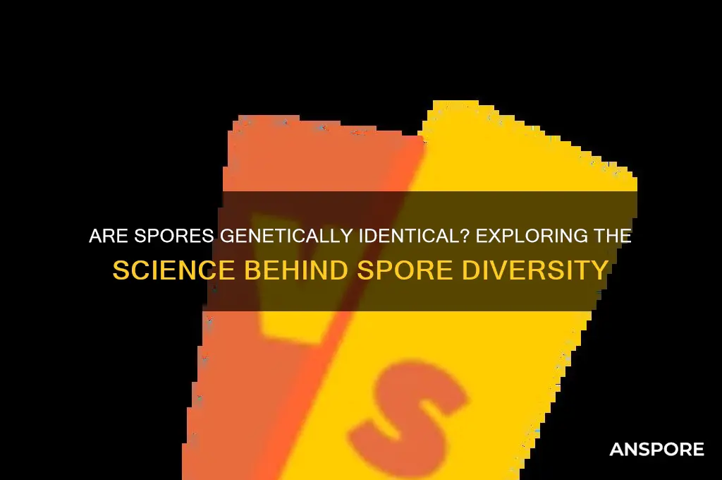 are spore genetically idential to each other